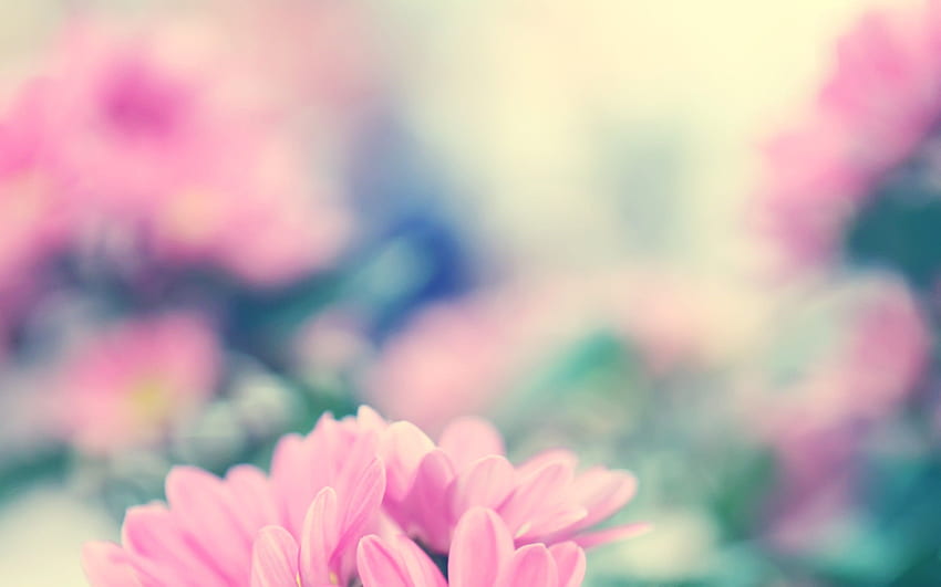 Gute Laune rosa Blumen. HD-Hintergrundbild