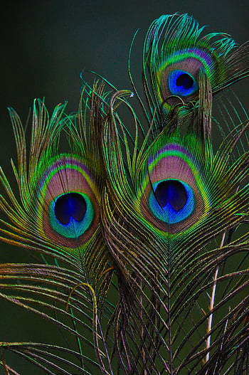 Download A brilliantly colored peacock feather displayed in its full glory   Wallpaperscom