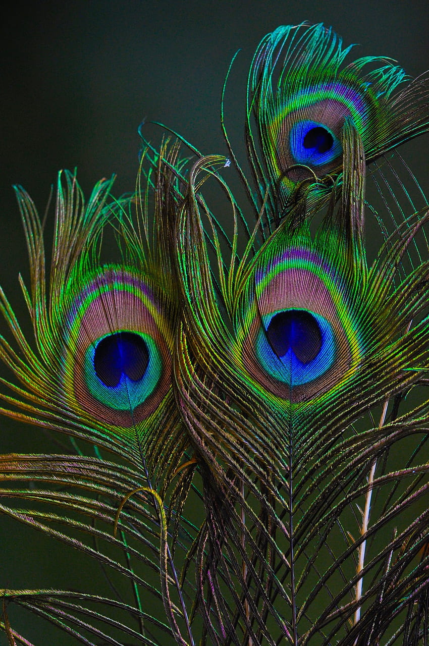 Peacock Feather, Cute Feather HD phone wallpaper