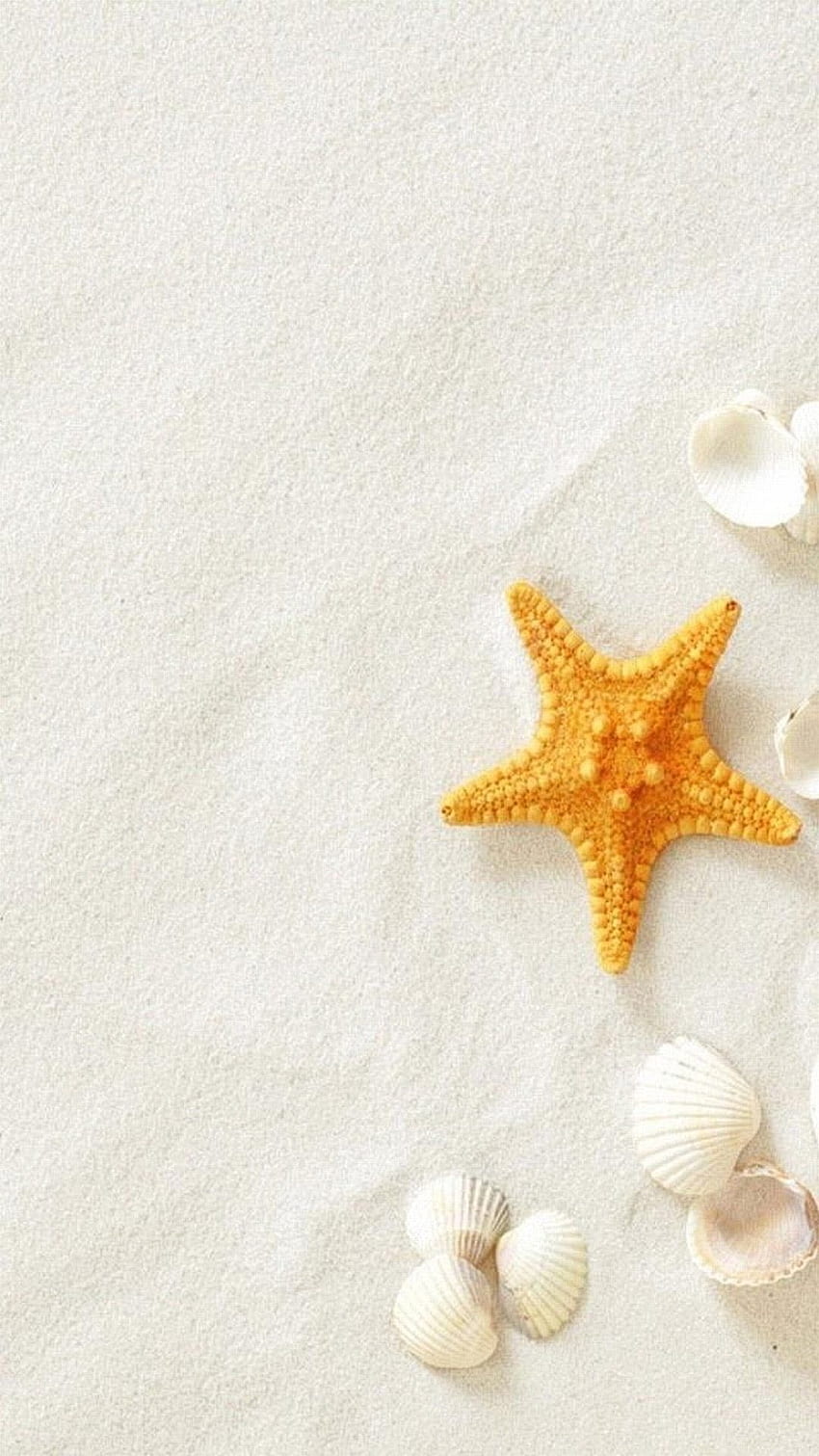 Summer Beach Seashells Sea Stars Hd Phone Wallpaper Pxfuel
