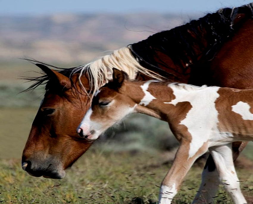 Mare And Foal, Mother, White, Brown, Baby, Foal, Mare Wallpaper HD