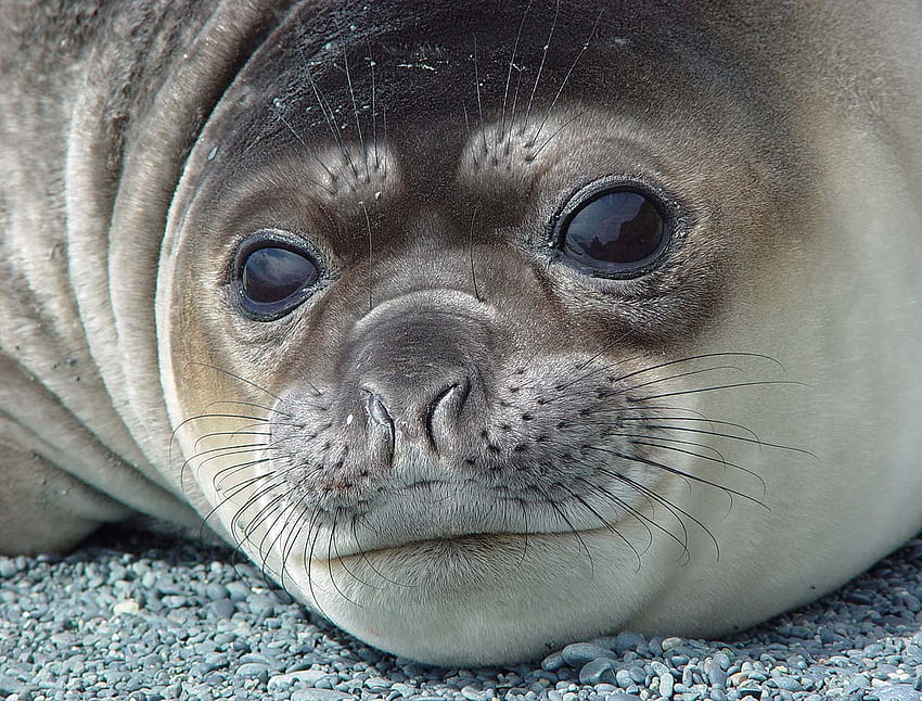 Baby Elephant Seal, moustache, seal, grey, eyes, nose HD wallpaper