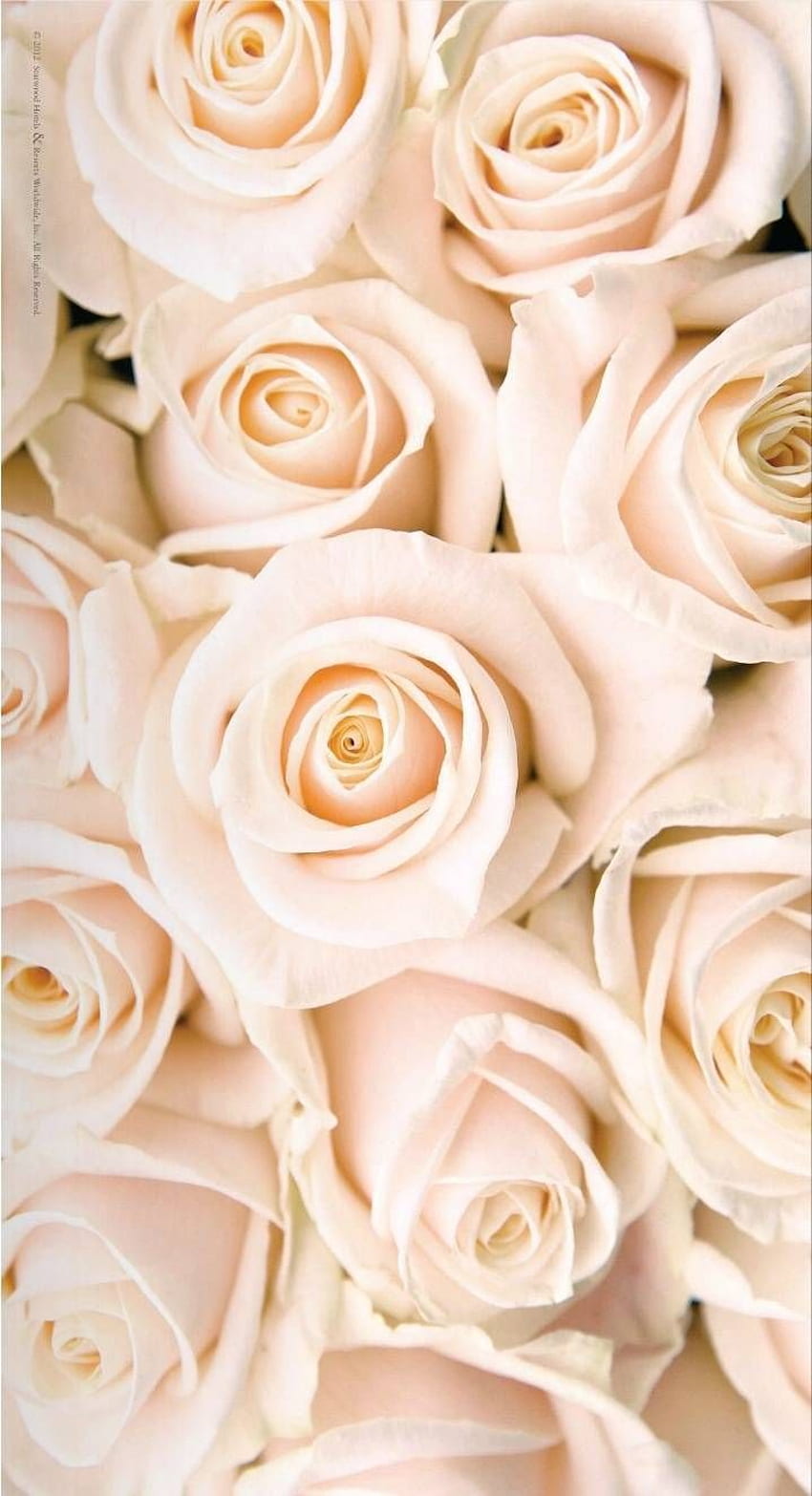 Casie Bates on. La vie en rose. White roses, Rose Gold and White HD phone wallpaper