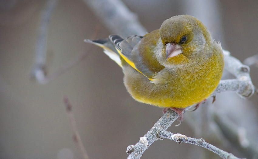 Ptak, zima, żółty, iarna, pasari Tapeta HD