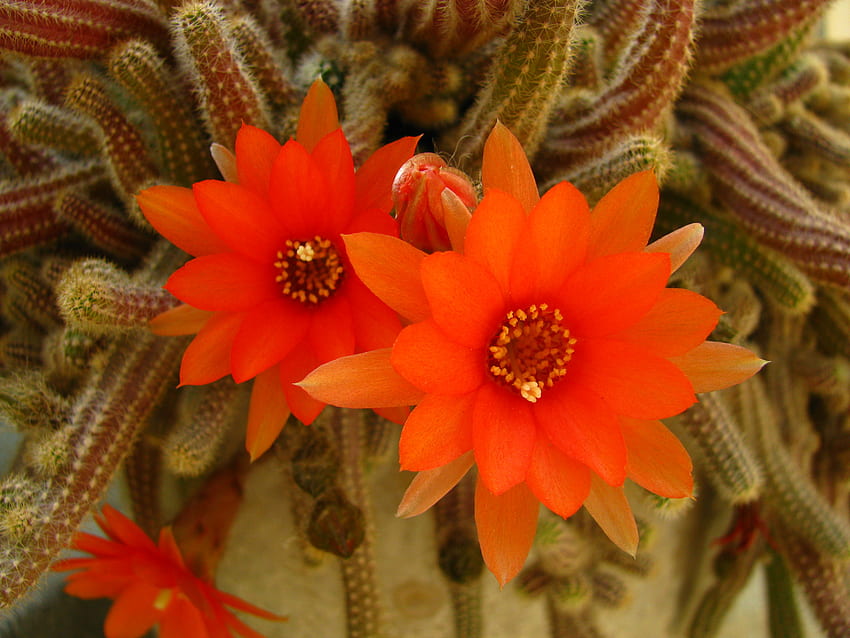 Flor de cactus naranja, hermoso, naranja, cactus, flor fondo de pantalla