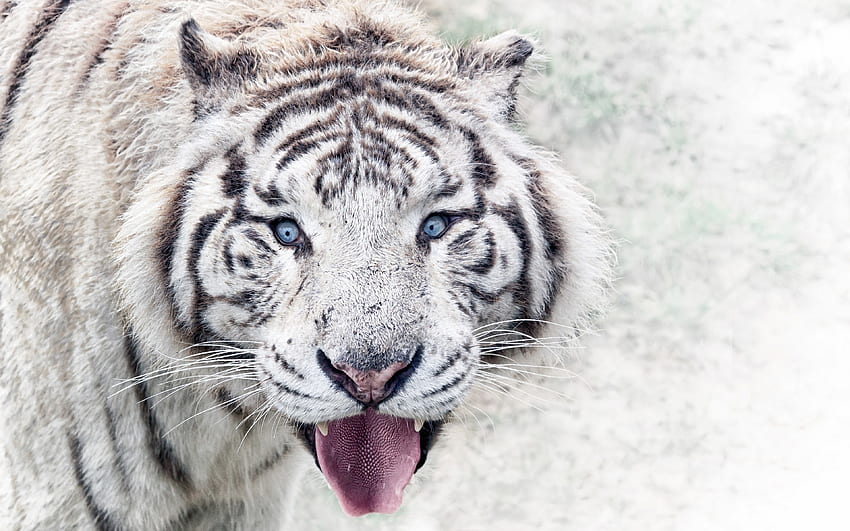 Бенгалски тигър, зима, дива природа, хищници, бял тигър, боке, тигри, Panthera tigris tigris HD тапет