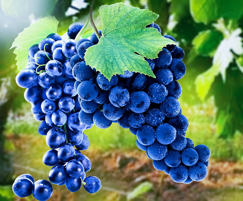 Grapes, blue, fruits, ripen HD wallpaper