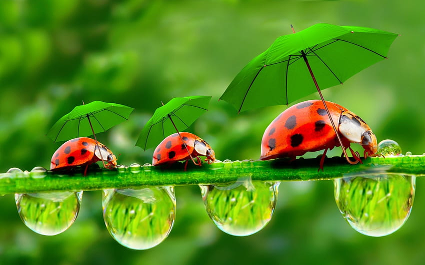In una foresta pluviale, hai bisogno di un ombrello, ombrelli, macchiato, nero, insetti, pioggia, rosso, natura, coccinella, verde, acqua Sfondo HD