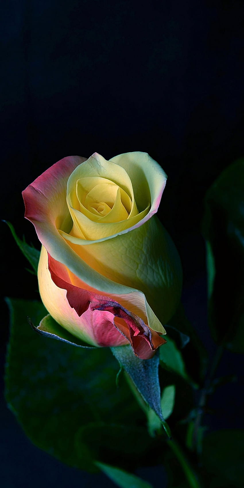 Morsy, hybride Teerose, Blütenblatt HD-Handy-Hintergrundbild