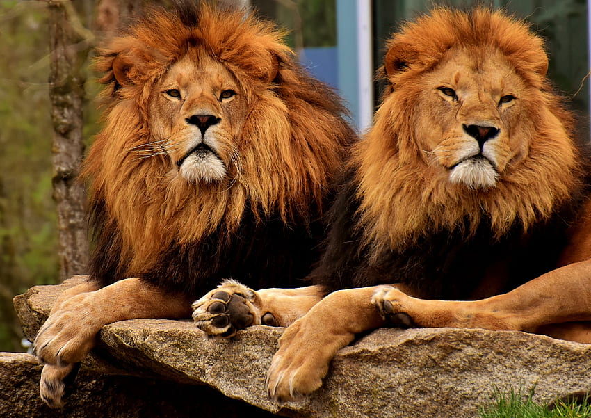 Animals, Lions, Predators, Muzzle, Mane, King Of Beasts, King Of The Beasts HD wallpaper