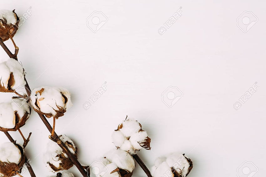 Bawełna Kwiaty Na Białym Tle Stock I [] dla Twojego telefonu komórkowego i tabletu. Przeglądaj bawełniane tło. Bawełniane tło, wata cukrowa, słodka wata cukrowa Tapeta HD