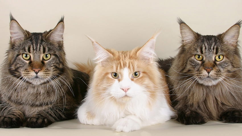 Трима приятели, сладък, котка, домашен любимец, трима HD тапет