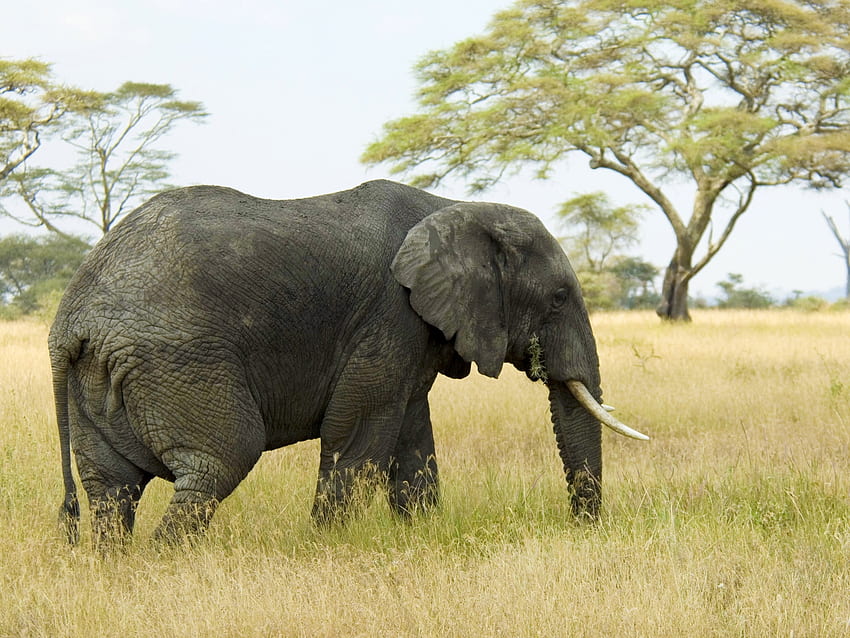 สัตว์ หญ้า ทุ่ง เดินเล่น ช้าง วอลล์เปเปอร์ HD