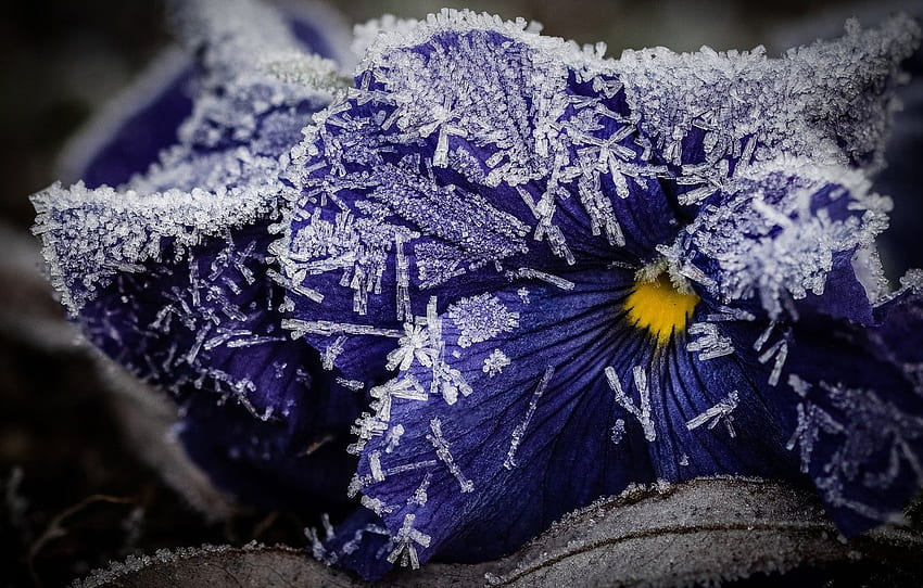 winter, frost, leaves, macro, snow, flowers, ice, purple, crystals, Pansy, violet, late autumn, frost, viola, frozen for , section цветы HD wallpaper