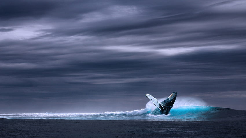 Baleia jubarte azul no corpo de água sob céu cinzento papel de parede HD