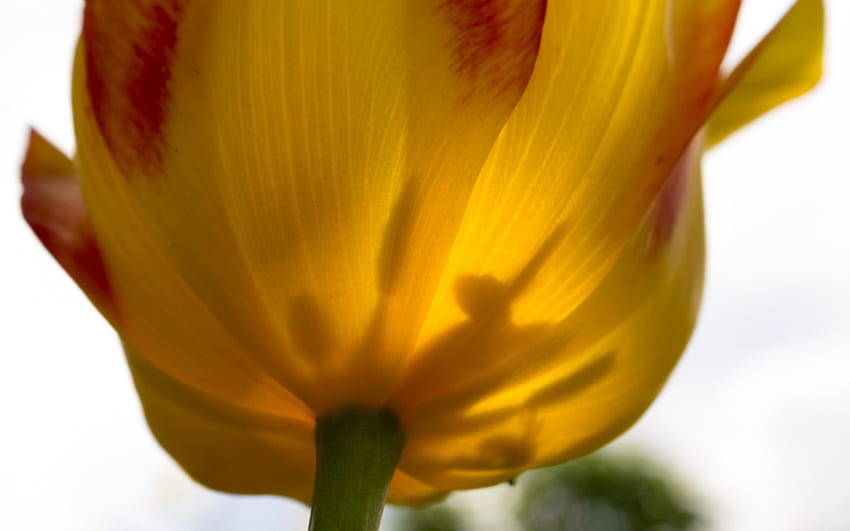 Gelbe Tulpe, Tulpe, Natur, Blumen HD-Hintergrundbild