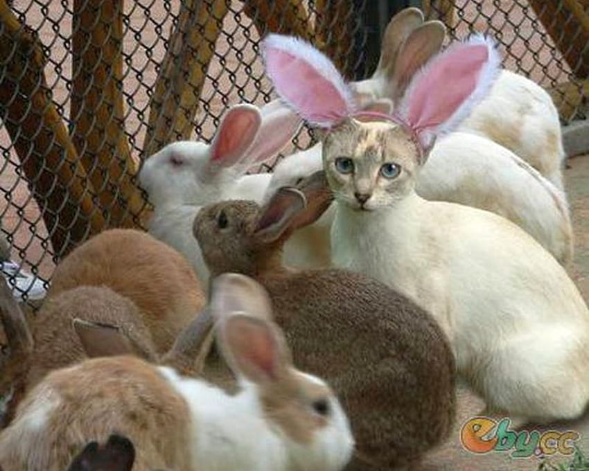 Funny-Animals, , животни, зайци, готино, котка, забавно HD тапет