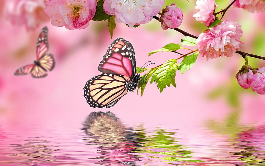 Butterfly on blossom cherry flowers - Fly over the water HD wallpaper