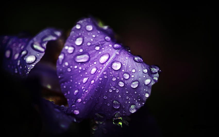 flores violetas, negro, violeta, naturaleza, flores, agua, de cerca fondo de pantalla