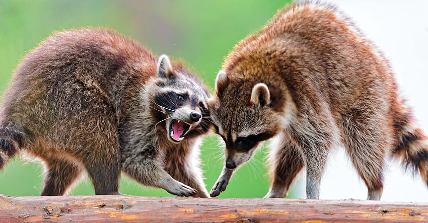 Animals, Raccoons, Couple, Pair, Fight, Open Mouth HD wallpaper