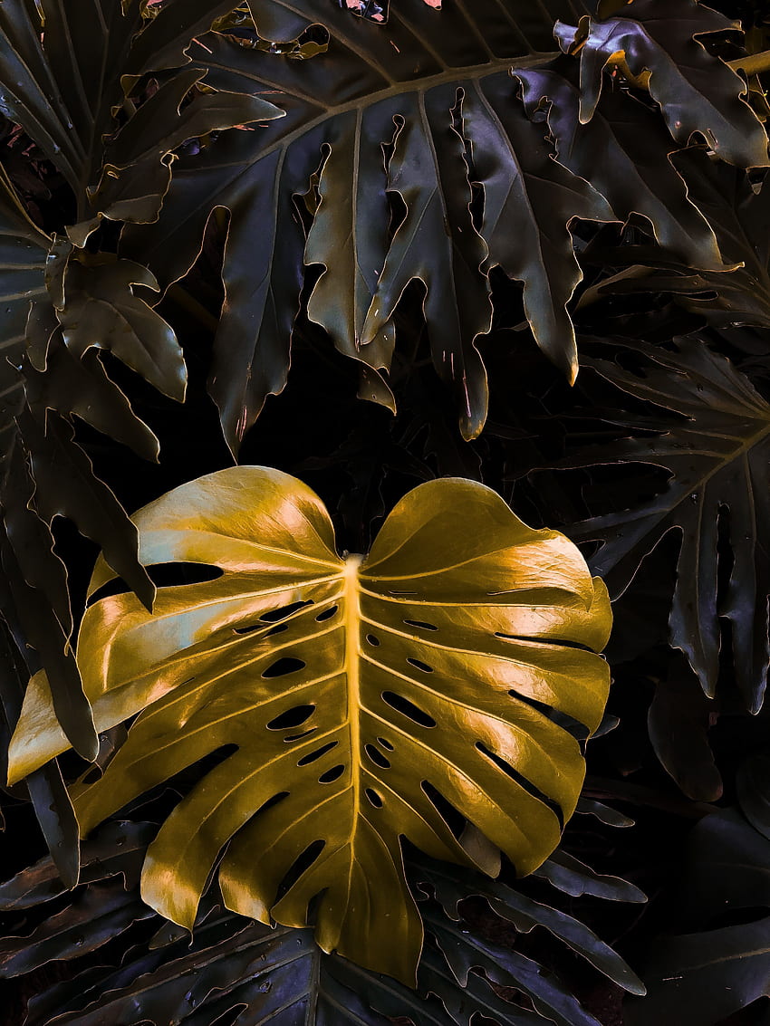 Nature, Plant, Paint, Sheet, Leaf, Golden HD phone wallpaper