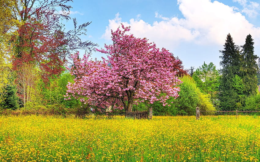 Cute Spring - Spring Scenery Of Nature - - HD wallpaper
