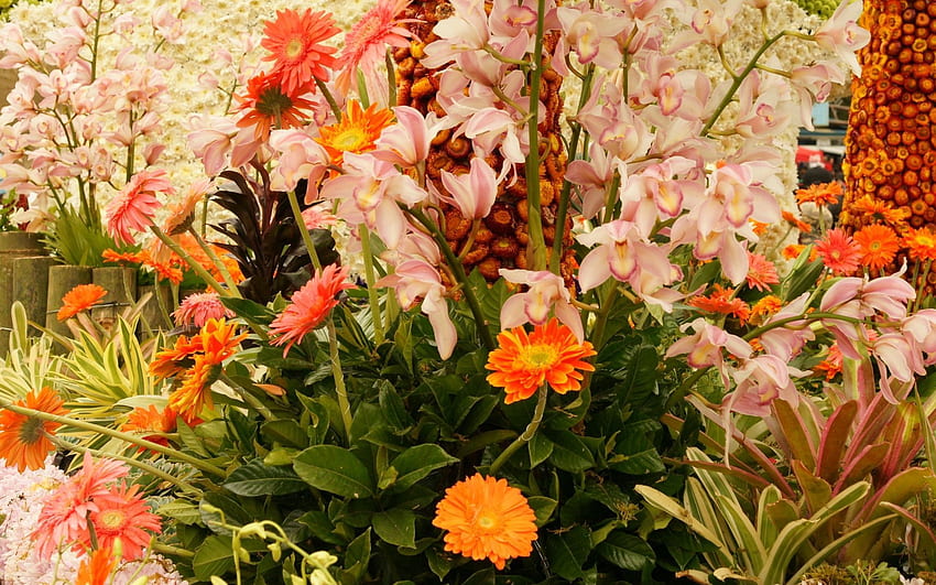 Plantas, Flores, Brilhante, Polyana, Clareira papel de parede HD