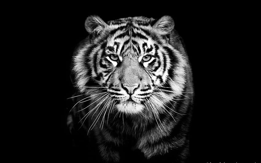 Oczy tygrysa, oczy, tygrys, drapieżnik, spojrzenie Tapeta HD