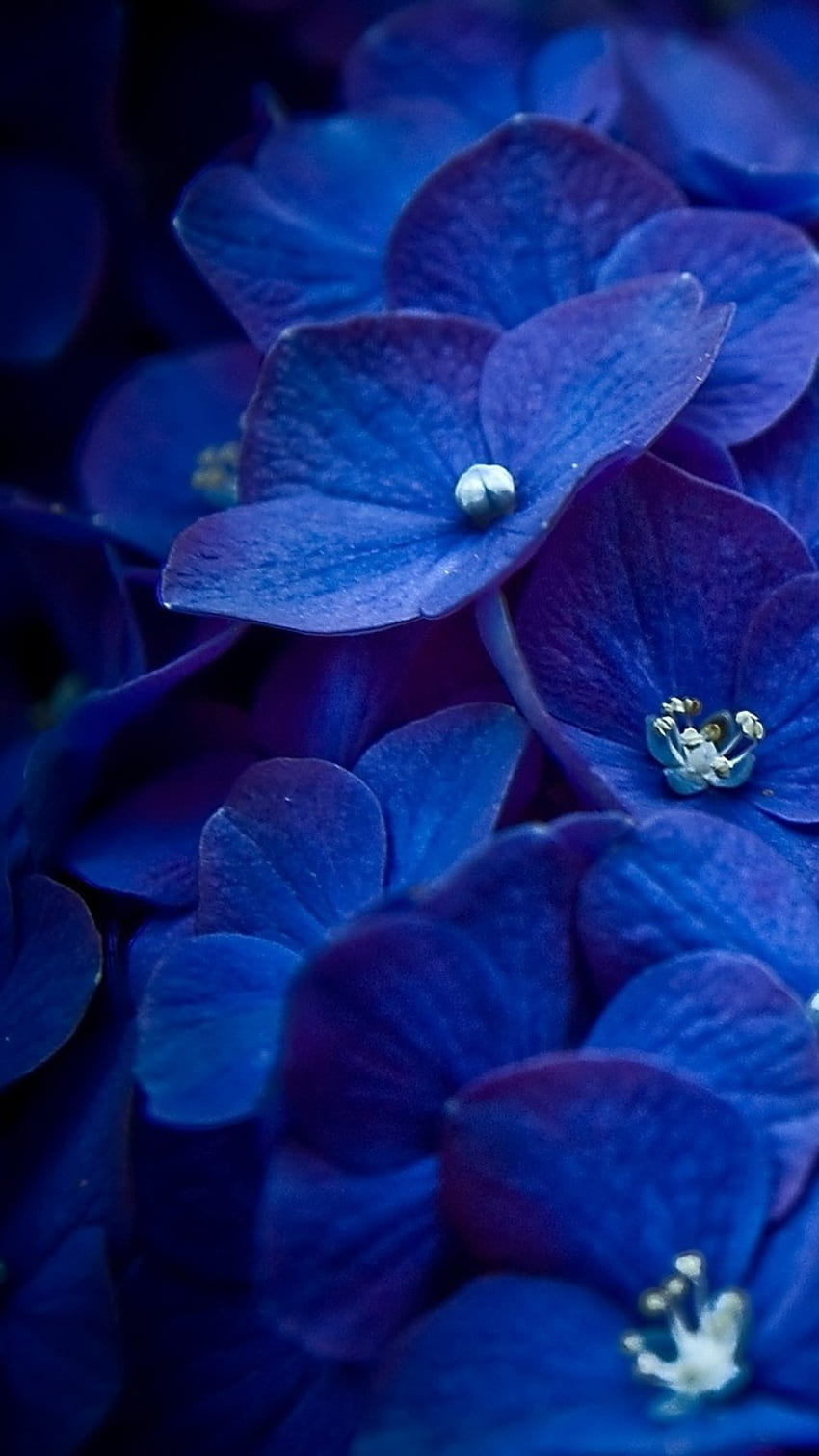 Blue Flowers, Royal Blue HD phone wallpaper | Pxfuel