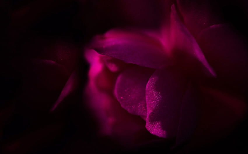 Flower, Dark, Petals HD wallpaper | Pxfuel