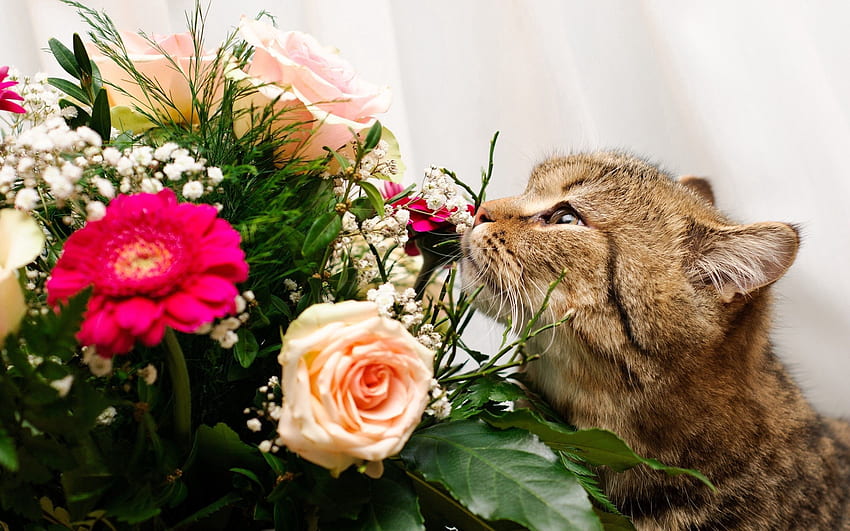 動物, バラ, 猫, 銃口, 花束, 匂いを嗅ぐ 高画質の壁紙