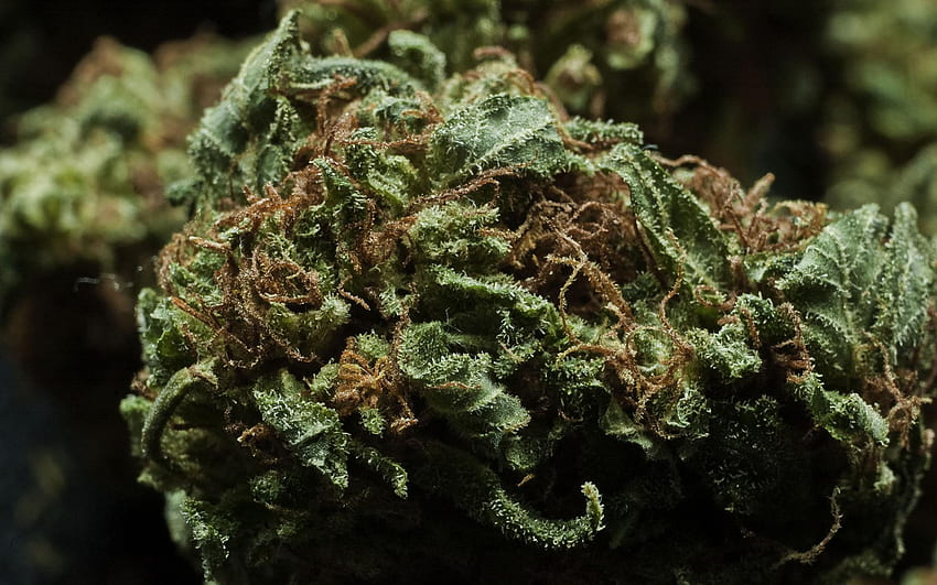 Cannabis und Hintergrund – Elsetge, Maconha HD-Hintergrundbild