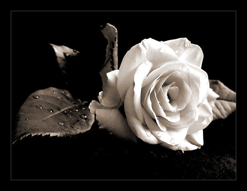 素敵なバラ、白、植物、柔らかい、美しさ、バラ、繊細、花、つぼみ、自然、花、花、美しい 高画質の壁紙