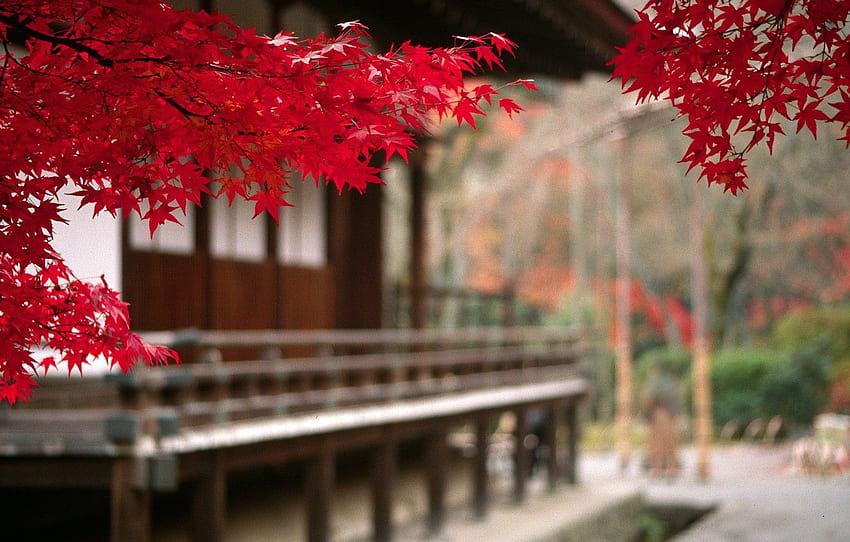sonbahar, Japonya, bulanıklık, Japonya, akçaağaç yaprakları, bölüm природа, Japon Akçaağaç Yaprakları HD duvar kağıdı