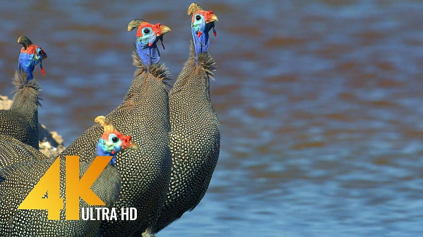 10 bit color Amazing African Birds. Part 3 - African Wildlife Video - 3 HRS Beautiful Bird Sounds HD wallpaper