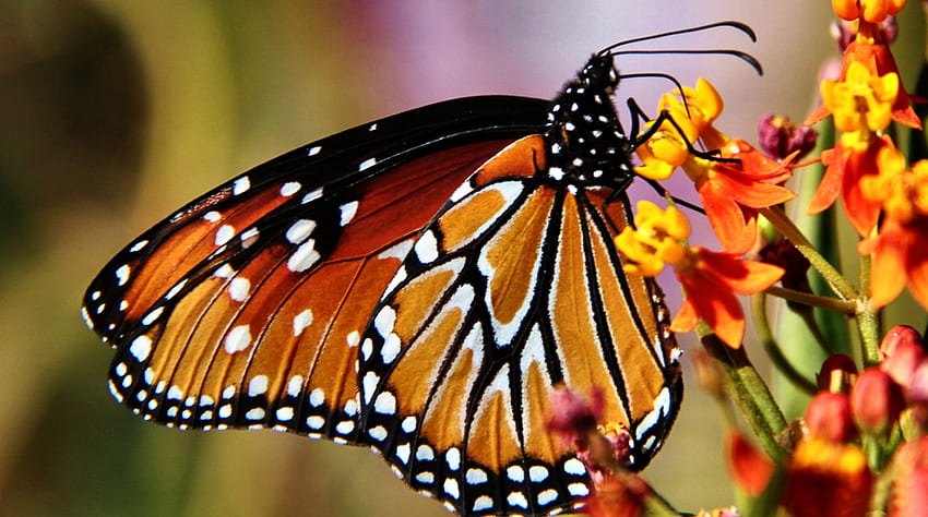 Monarch Butterfly F, zwierzę, Arizona, grafika, Monarch, kwiatowy, usa, szeroki ekran, przyroda, motyl, kwiat Tapeta HD