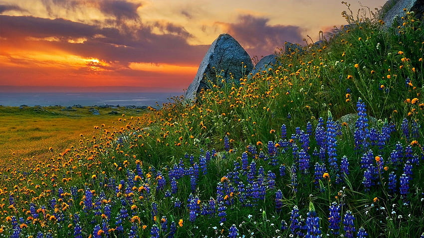 พระอาทิตย์ตกในโอคลาโฮมา เนินเขา สี ภูมิทัศน์ หิน สหรัฐอเมริกา ดอกไม้ป่า ดอกไม้ เมฆ ท้องฟ้า ดอกไม้ วอลล์เปเปอร์ HD