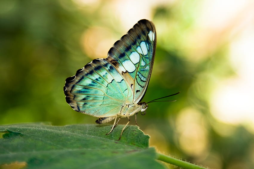 mariposa, bokeh, alas, verde, hoja, insecto fondo de pantalla