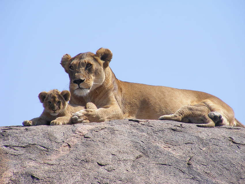 Zwierzęta, lwy, młode, safari, Joey, Afryka Tapeta HD