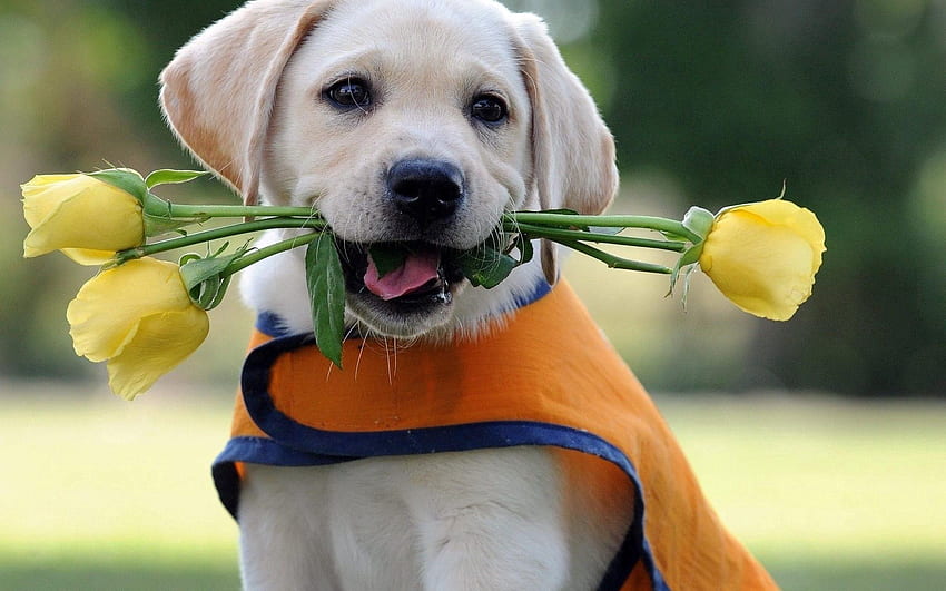 สัตว์ ดอกไม้ ลูกสุนัข ลาบราดอร์ เสื้อกั๊ก วอลล์เปเปอร์ HD