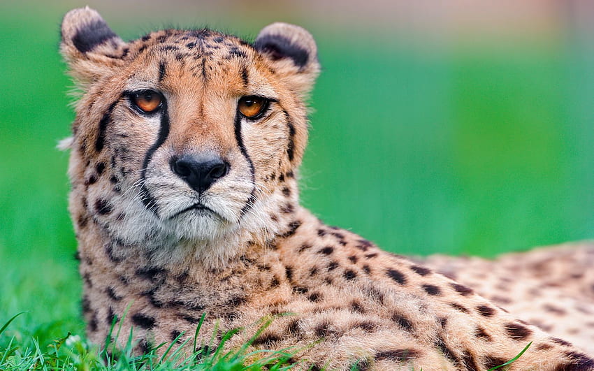 Hewan, Cheetah, Moncong, Berbintik, Berbintik, Kucing Besar Wallpaper HD