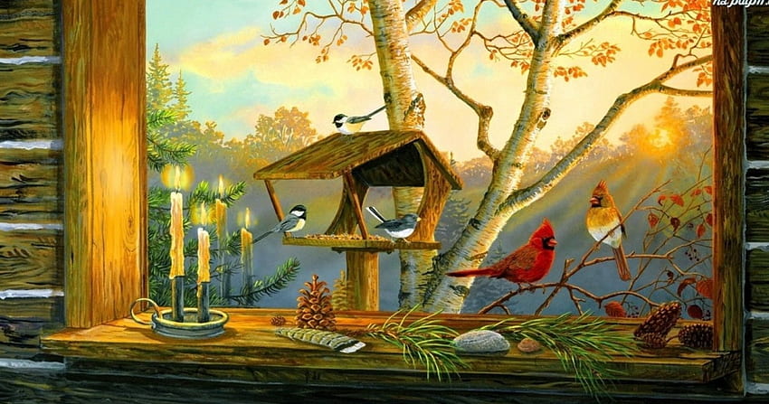 Mangeoire à oiseaux, voir, oiseaux, mangeoire, fenêtre, nature Fond d'écran HD