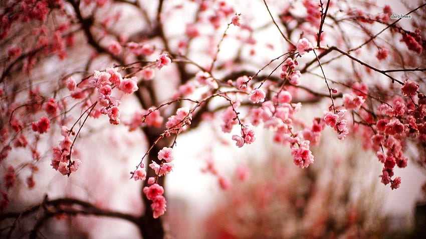 Cherry blossom and Background, Cherry Blossom Vintage HD wallpaper | Pxfuel