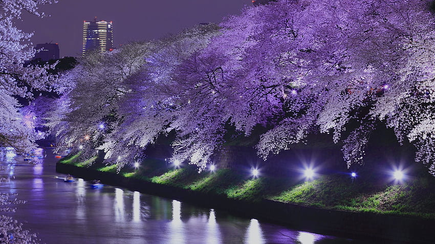 Yozakura: cherry blossoms illuminated at night. The Official Tokyo Travel Guide, GO TOKYO HD wallpaper