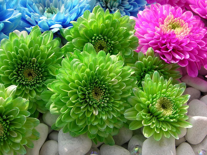 Flowers, Stones, Chrysanthemum, Bright, Multicolored HD wallpaper