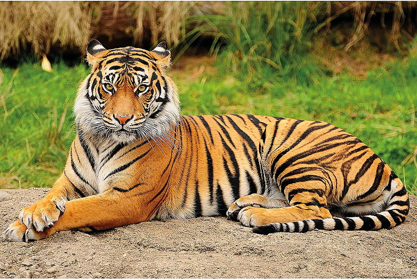 – Majestic Tiger – Dekoracja Panthera Tigris Predator Wildcat Wild Jungle Animal Big Cat Rainforest Bush Decor Foto (82..1in - cm) Tapeta HD