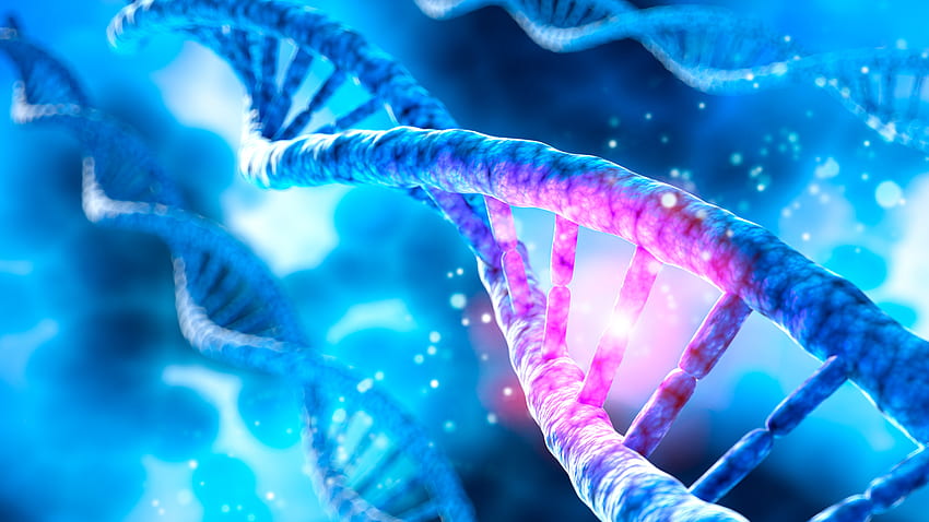 Aufnahmen einer DNA-Helix zeigen, wie sie in der Zelle tanzt. Netzwerk für Innovationsnachrichten HD-Hintergrundbild