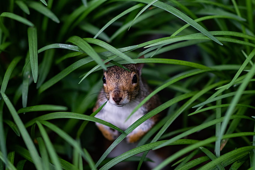 Animals, Squirrel, Grass, Hide, Peek Out, Look Out HD wallpaper
