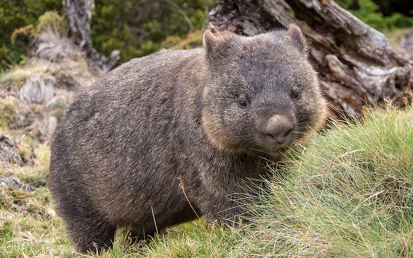 wombat, cute animals, marsupials, fauna, Australia for with resolution . High Quality HD wallpaper