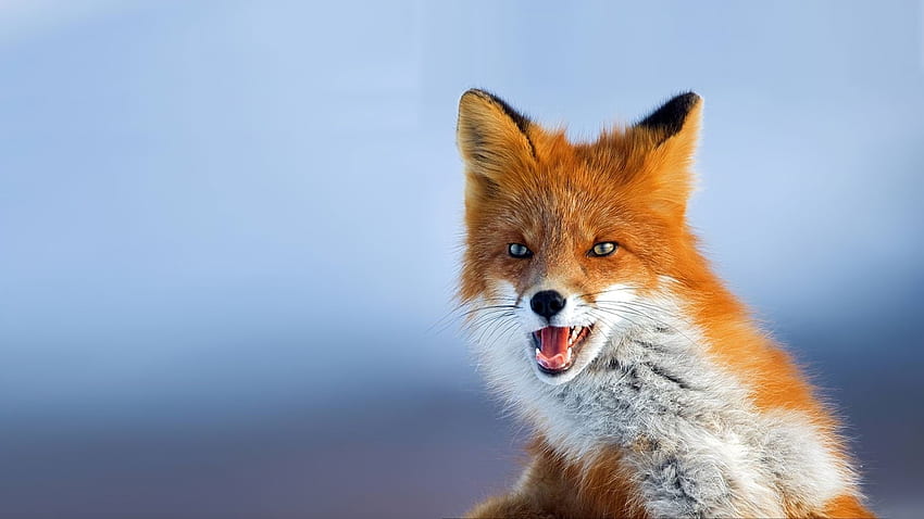Red Fox (Vulpes vulpes). Pet fox, Wild animal , Animal, Funny Fox HD wallpaper